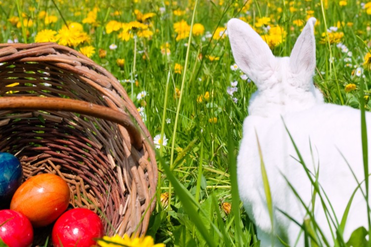 Osterhase