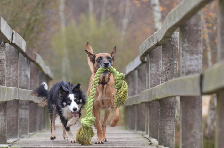 Hundespielplatz Burhave
